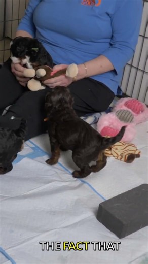 Labradoodle Puppies Are Growing Up