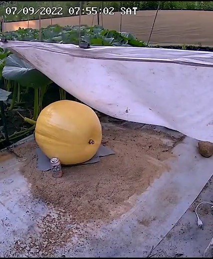 Giant Pumpkin Time-lapse: 700lbs and Growing 49lbs Daily!