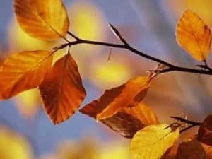 Go Down Easy ~ Dan Fogelberg [ CC ]