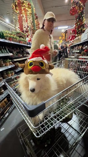🎅🎶 The funniest Christmas hat of the year is here! 🎄✨ This interactive plush Christmas hat will make any celebration a highlight! It dances, wiggles, and plays music – guaranteed to bring laughter and festive cheer! 😂🎁 🌟 Why everyone loves it: ✅ Moves and sings automatically – a real eye-catcher at any party ✅ Soft plush material – comfortable and pleasant to wear 🎅 ✅ Perfect for kids and adults – fun for the whole family ✅ Battery operated and ready to use – simply switch it on and enjoy