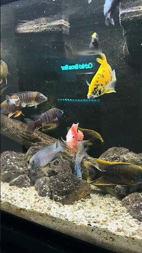 Feeding the Lake Malawi African Cichlids