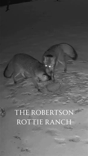 Foxes Playing in the Snow at Night 🦊❄️