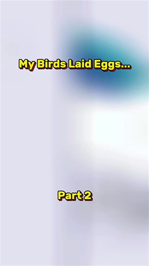 My Birds Laid Eggs... - Part 2 #us #fyp #egg #birds #viral | birds