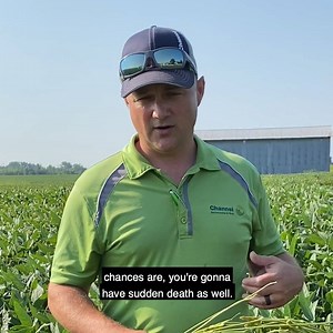 1.4K views · 35 reactions | What conditions can increase the chances of seeing sudden death syndrome in your soybean fields? Missouri Channel Seedsman Brad Veale delivers real advice from the field to help you discover the symptoms and best management practices for this disease. #FieldCheckUpFriday | Channel Seed | Facebook