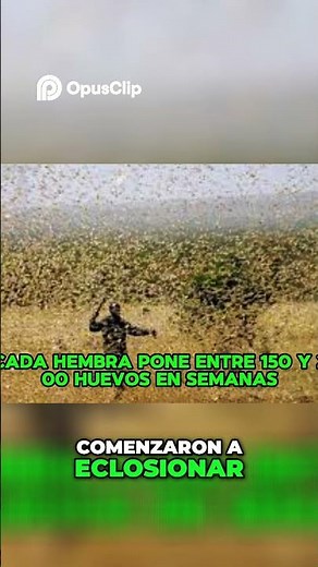 ¡El Regreso de las Langostas! La Plaga Bíblica Amenaza Somalia