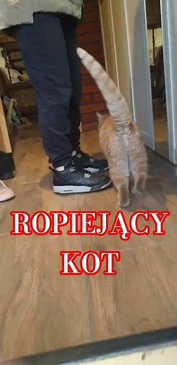ranny kot Garfield