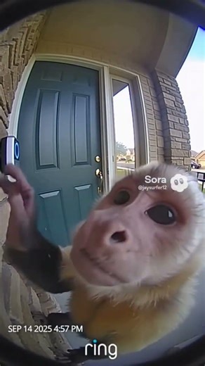 WARNING: live footage of monkey exploding #viral #fypyoutube #fypage #fypシ゚ #viral