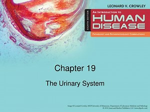 The Urinary System - SlideServe