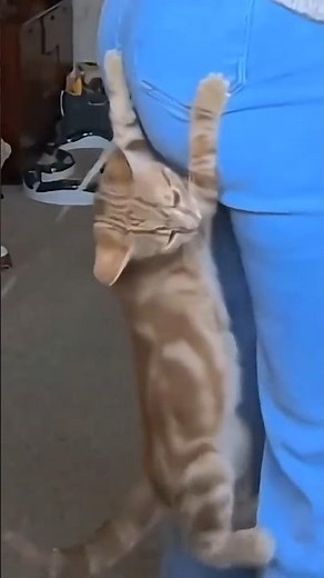 Cats Choosing Their Humans 🥹