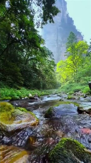 Crystal Clear River Flowing in Pure Nature #beautifulnature #clearriver #flowingwater #naturevibes