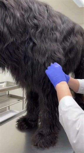 Massive Shaggy Black Briard’s Viral Climbing Meltdown at Vet