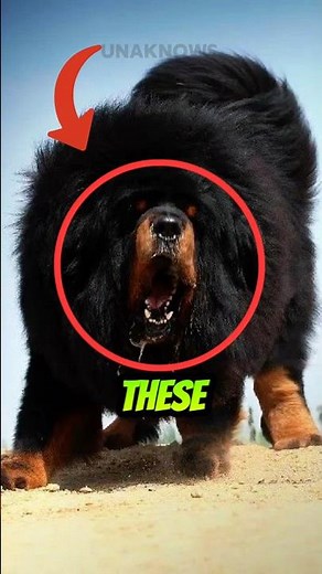 4 Dog Breeds With The Most TERRIFYING BARKS 🐕💀 #shorts