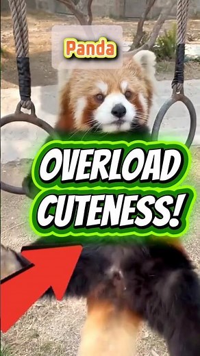 Cutest Red Panda Moments Caught on Camera 🐾❤️ #animalfacts