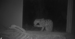 We want to express our gratitude to everyone for their unwavering support following the loss of our beloved Maelle. While we mourn her passing, we find comfort in knowing that her spirit lives on and that she would be glad to see other animals getting the chance to thrive in the wild. 🫶 Take this margay, for instance. Rescued by the JRC team, in November, from a life as a pet. Through months of dedicated rehabilitation efforts, we were able to prepare her for a new life in the wild. She was tak