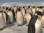 Footage shows Antarctica's emperor penguins which are on the brink of extinction