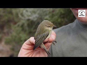 CABS video - Songbirds saved from limesticks in Cape Greco National Park, Cyprus.