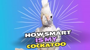 In this fun and exciting video, watch my clever cockatoo Coco take on the Toilet Paper Challenge! I set up a series of toilet paper barriers to see if she can figure out how to get past them. Starting with just one layer. Coco tries to figure it out as the challenge gets tougher. Will she conquer the ultimate level 3? Tune in to find out and enjoy Coco's adorable problem-solving skills!! 🦜🧠🧻✨ | Lucky Lou and Coco Too