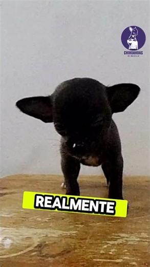 Things Chihuahua owners will understand. When you can’t go to the bathroom alone.