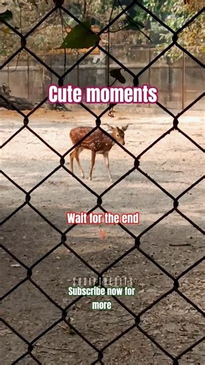 cute moments of deer🦌#deer #shorts #youtubeshorts #viral