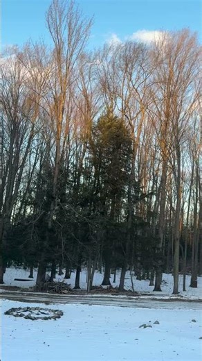 It always amazes how much the trees move without breaking! #treestructure #wisconsin #outdoors