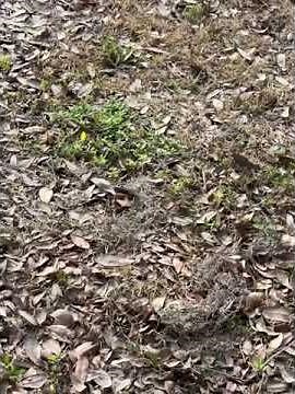 Binary Codes from the Graves