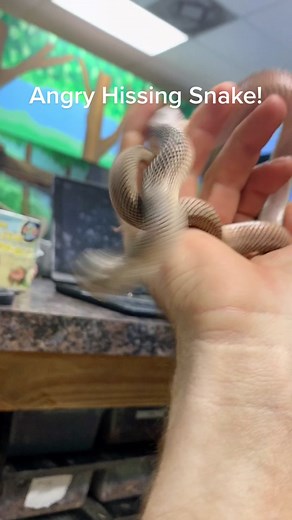 Angry Hissing Snake! Listen to the Intense Hiss