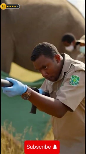 Blood-Sucking Fly Attack! A Rescue Just In Time!#AnimalRescue #EmergencyRescue