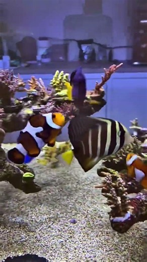 Natural Saltwater Aquarium Packed With Fish and Coral