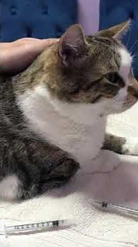 How To Apply An Ear Medication To A Cat