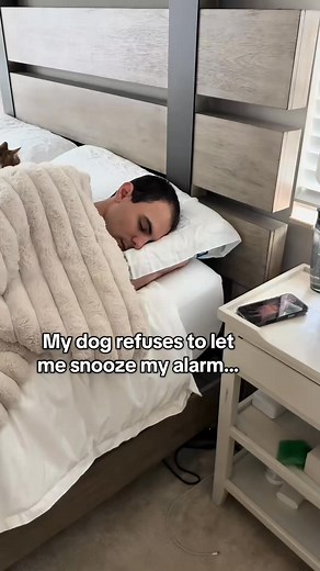 8.3K views · 179 reactions | These two are definitely the dog version of Step Brothers… _fix_000 #dogsoftiktokviral #huskies #dog #husky #dogsoftiktok #dogs | Ken Flores | Facebook