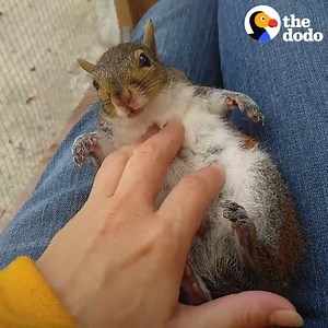 He was crying and crying until someone saved his life. | The Dodo