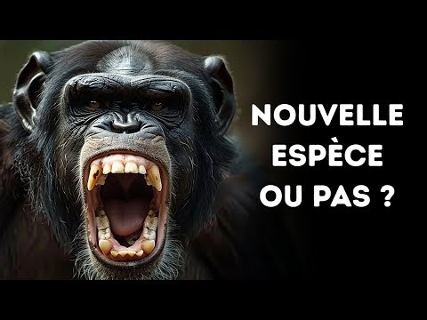 Les Singes les Plus Costauds Dont Même les Lions ont Peur