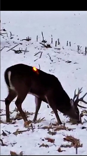 Big Buck Encounter | Close-Range Deer Hunt #deer #deerhunting #wildernessseason