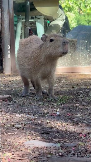 Buin Zoo celebró cumpleaños de capibara