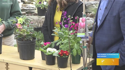Pike Nursery tells us what's blooming right now