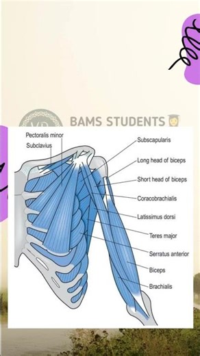 muscle attachment of Scapula bone #ayurveda #bamsnotes #ayurvedalifestyle#bamsmemes #vdadhyayana