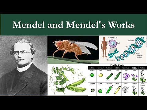 Mendel and His Works | Model genetic Organisms | Why Mendel selected Pea Plant |Division of Genetics