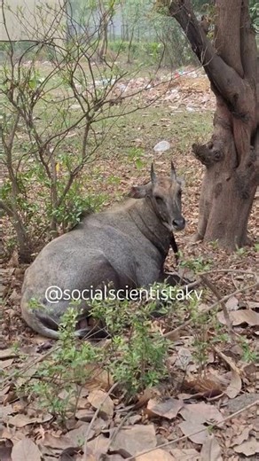 #uttarpradesh #love #wildlife #hindu #bbau #netjrf #nature #neelgai #bluecow #earring #indicators