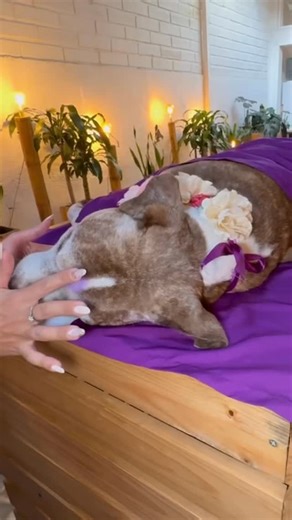 Funeral Pet - Funeraria para Mascotas 💜 on Instagram: "Cuando el corazón se rompe, es importante sentirse acompañado❤️‍🩹 En Funeral Pet transformamos la despedida en un homenaje lleno de amor, respeto y paz 💜🫶🏻 Para más información comunícate a nuestra linea de atención 📲318 880 0000"