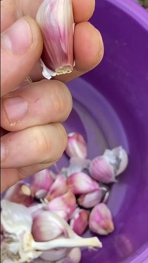 When and how to plant garlic?