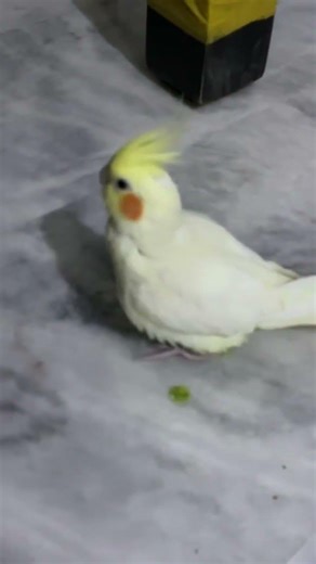 #cockatiel #birds #poop 😂😂