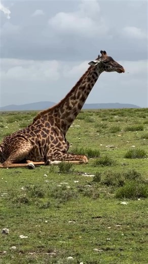 The Sleeping Habits of Giraffes: Why They Rarely Lie Down