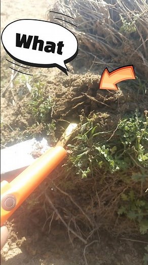 best pinpointer find gold using gold detector #metaldetecting #goldhunting #shortsfeed #findgold