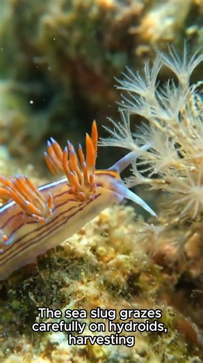 Sea Slug The Ocean's Tiny Master of Stolen Superpowers #seaslug #seacreatures #animalwildlife