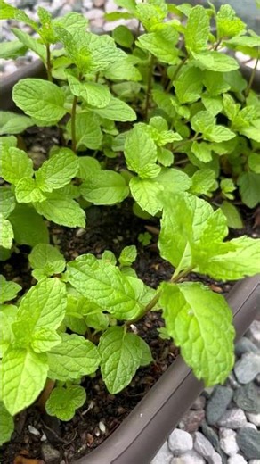 Mint is easy to grow #nature