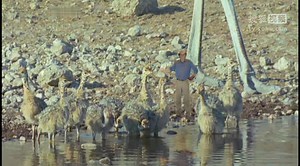 Andys_Wild_Adventures_S01E17_Ostriches