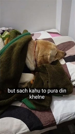 #music #bollywood #song #dog #viralvideo #labrador #pets #labradorretriever #funny #animals