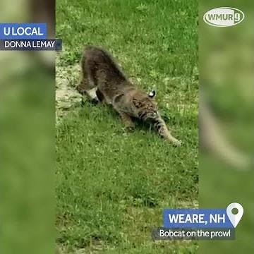 Video: Bobcat on the prowl in Weare
