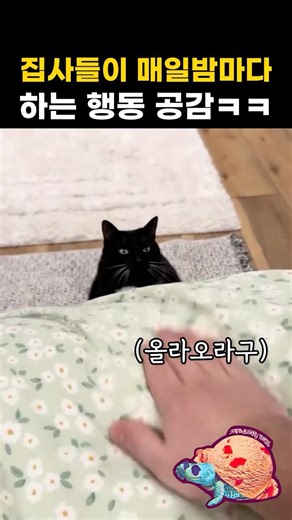집사들 자기전에 하는 행동 공감ㅋㅋ