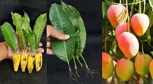 11K views · 14 reactions | Guaranteed Success: Growing a Mango Tree from Leaves | Full tips in comments | 10 Garden Tips | Facebook